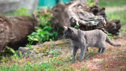 A gray brightly lit cat standing near a fallen tree on the grass on the street looking to the side of the frame