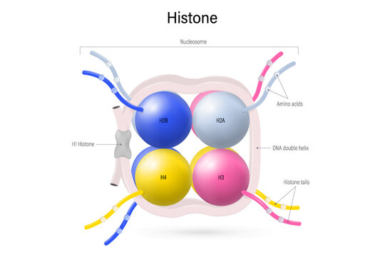 Structure of Histone protein.  8 histone proteins (H2A, H2B, H3, and H4) core. Nucleosome.