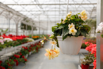 Begonia flower in a pot hanging in a greenhouse