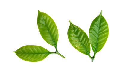 Green Arabica coffee leaf on a white background.