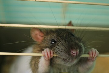 Grey molting home domestic funny rat holds cage bars with its teeth. Mouse looking through cage bars. Curious pet, rodent. World day of laboratory animals concept. Care and love pet friends. Close up