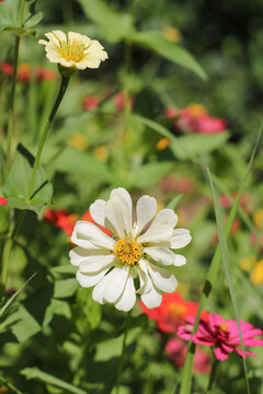 white zinnia flower in the garden