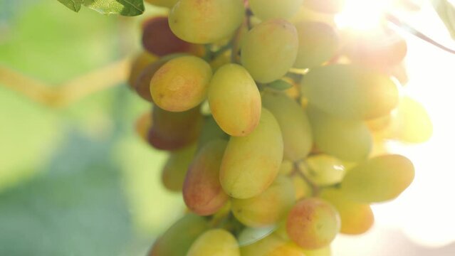 Sunlit bunch of sweet ripe grapes on a grape wine at sunset, harvest of grapes, vineyard in Italy, winery and wine making concept, white wine is made of this grapes