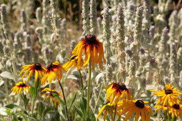 Contrast rudbeckia flowers against white flowers in the blury background. Dry exhausted leaves and pelts