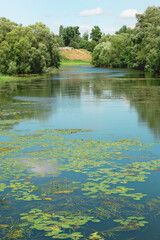 Sludge, seaweed are floating in the river going to the distance. Green trees are on the both sides of the shore A blue cloudy sky reflected on the dark green water