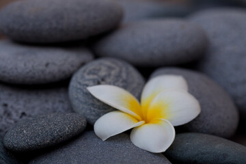 Obraz na płótnie Canvas Exotic Frangipani Flower On Grey Pebble