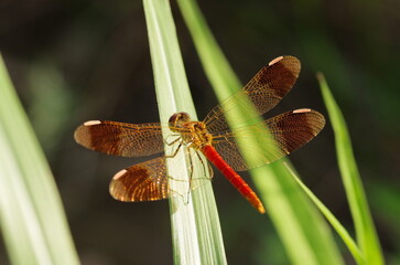 ミヤマアカネ © Eastport_707