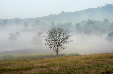 Obraz na płótnie Canvas Morning Thung Kamang in the morning golden meadows and sea of mist. Thung Kamang Wildlife, Chaiyaphum, Thailand..