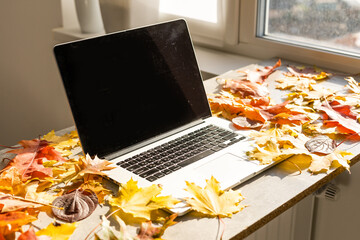 Naklejka na ściany i meble Workspace with yellow and red maple leaves. Desktop with laptop, fallen leaves on grey wooden background. Flat lay, top view.