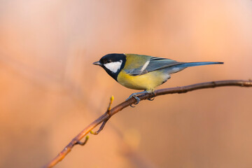 Great tit Parus major sitting on smal branch, colorful sunny natural background, portrait, closeup 