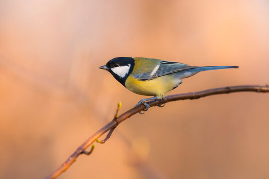 Passeri Bilder Durchsuchen 326,297 Archivfotos, und