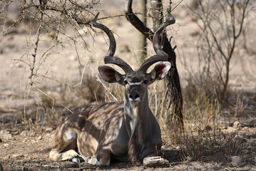 Nyala