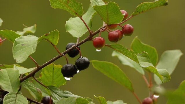 close up shot of a utah serviceberry branch with some ripe and unripe berries