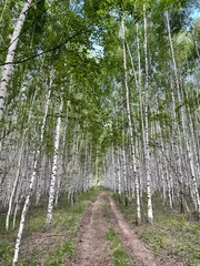Stof per meter Country road in birch forest © tasha