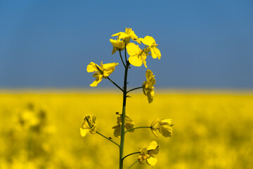 Obraz premium Rapeseed in an ukrainian mood