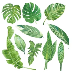 Papier Peint photo Feuilles tropicales Watercolor leaf paint illustration with clipping parts isolated on white background.