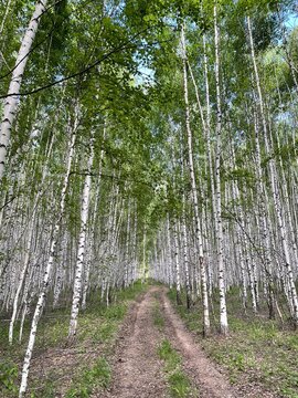 Country road in birch forest