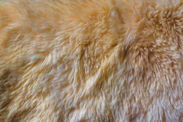beautiful close-up yellow fur background texture