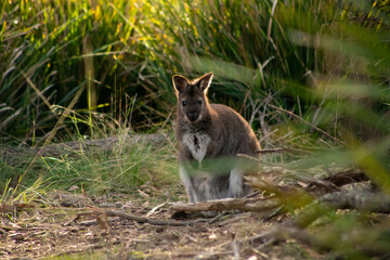 Cute and beautiful wild wallaby in a bush at Freycinet national park Tasmania Australia - obrazy, fototapety, plakaty