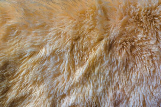 Beautiful Close-up Yellow Fur Background Texture