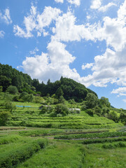 Asia, rural village in midsummer, crisp and beautiful scenery surrounded by blue sky and forest
