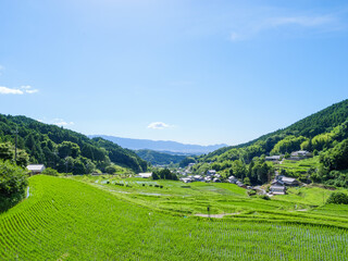 A beautiful scene in a sunny Asian village in mid-summer, with rice paddies planted with bright green rice.