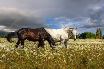 White and black horses graze on a meadow of flowers under a rainbow in the rain