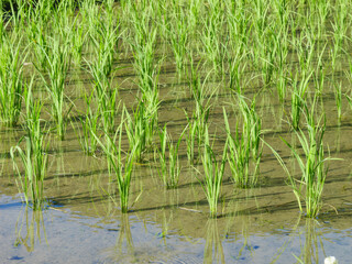 Fototapeta premium Rice seedlings planted in a paddy field in mid-summer in Japan, exuding vitality.