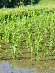 Rice seedlings planted in a paddy field in mid-summer in Japan, exuding vitality.