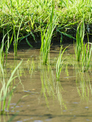 Rice seedlings planted in a paddy field in mid-summer in Japan, exuding vitality.