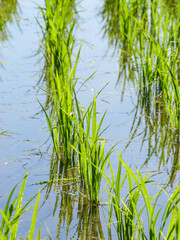 Rice seedlings planted in a paddy field in mid-summer in Japan, exuding vitality.