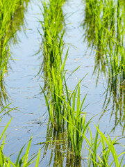 Rice seedlings planted in a paddy field in mid-summer in Japan, exuding vitality.