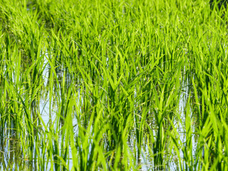 Obraz premium Rice seedlings planted in a paddy field in mid-summer in Japan, exuding vitality.