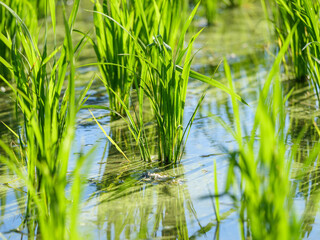 Obraz premium Rice seedlings planted in a paddy field in mid-summer in Japan, exuding vitality.