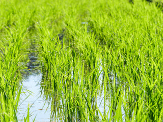Rice seedlings planted in a paddy field in mid-summer in Japan, exuding vitality.
