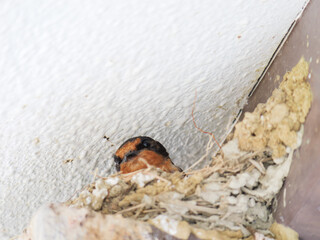 A swallow's nest on the back of a private house roof in the summer, with chicks before they leave the nest.