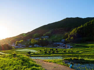 Fototapeta premium Paddy fields and rice seedlings illuminated by the bright red sunset on a summer evening in Asia.