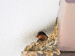A swallow's nest on the back of a private house roof in the summer, with chicks before they leave the nest.