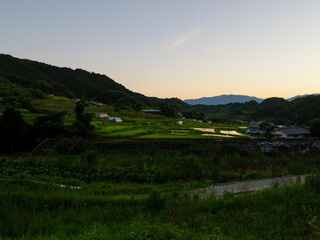Paddy fields and rice seedlings illuminated by the bright red sunset on a summer evening in Asia.