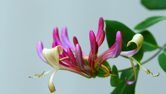 honeysuckle, Chinese medicinal plant with flower