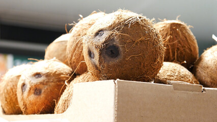 Close-up of many beautiful coconuts in a trading box