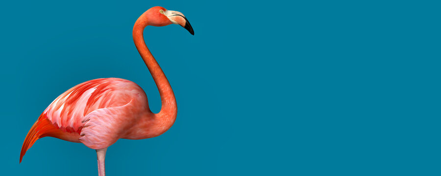 3d illustration of Flamingo on blue color background 