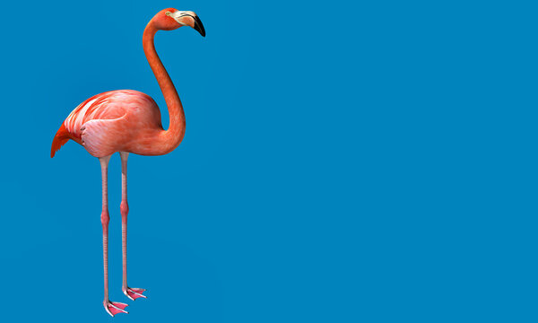 3d illustration of Flamingo on blue color background 