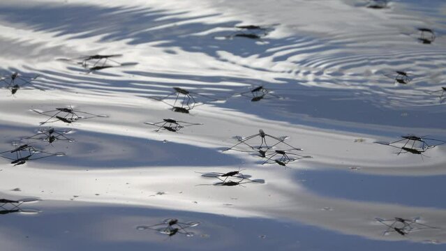 Wasserl&auml;ufer auf einem Teich