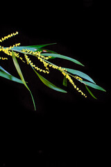 A branch of Australian 