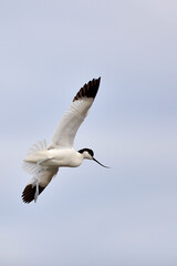 Avocette