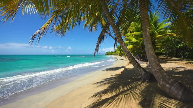 Coconut palm on the sandy beach. Turquoise sea waves on yellow sand. Palm shadows on the beach. Sunny sea coast of a tropical island. camera zoom.