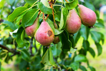Pears ripen on a tree in an orchard summer in the sun