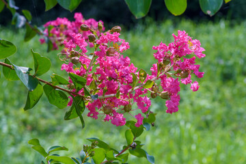 陽射しを浴びるサルスベリ