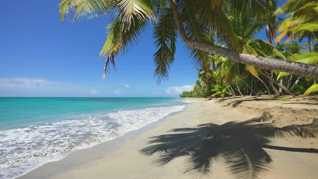 Coastal landscape with palm trees on the white sand of a tropical beach. Palm Bounty over turquoise sea wave. The nature of the island beach. Camera zoom.